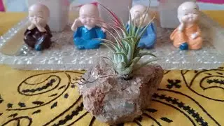Planting 2 kinds of air plants on bamboo #green love #green plants # air plants 