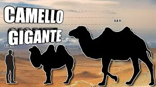 🐫El ULTIMO CAMELLO GIGANTE #Camelus knoblochi 🐪