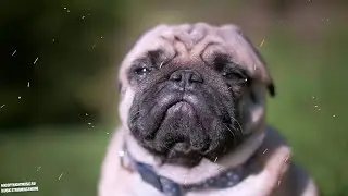 Funniest and Cutest Pug Dog Videos Compilation &bull; Relaxation Video
