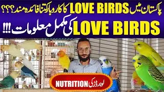 Love Birds Information | Love Birds Mutation | Love Birds Price in Pakistan