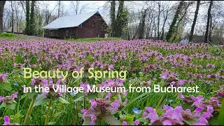 Beauty of Spring in the Village Museum from Bucharest