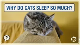Почему кошки так много спят? 🐱💤
