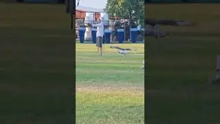 Eyas Ferruginous Hawk Flying to the Fist #falconry #hawk #training #animal #nature #bird
