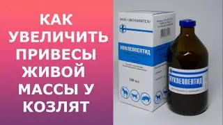 How to increase live weight gain in kids?