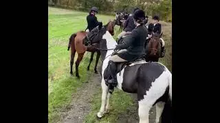 Eye Catching Hunt Horse