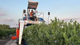 Berry Harvester Kokan 600T || Harvesting Blueberries 🫐 in Florida || #blueberry #harvesting