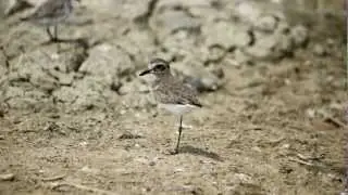 Amazing Lesser Sand Plover