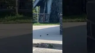 🌤Birds Enjoying crisp Morning 🥰 Love Being Outside!