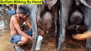 Buffalo Milking | How to Milk a Buffalo | Hand Milking | Buffalo Video | Buffalo Milking By Hand