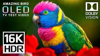 Stunning 16K HDR Birds | Dolby Vision OLED Demo