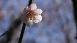 Yuki Kajiura - Grandpa's Violin