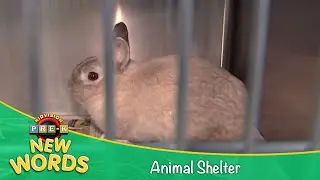 Animal Shelter | New Words | KidVision Pre-K