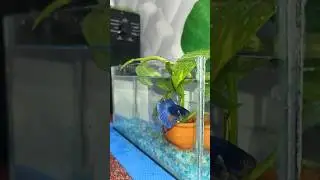 மார்கழி 28🌱 money plant இப்படியும் வளர்க்கலாமா  🤔