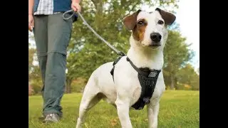 Best Dog Harnesses - What is the Best Dog Harness to Stop Pulling?