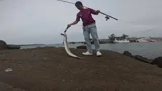 Rapala Popper is the best lure for big fish ❤️&zwj;🔥🥇