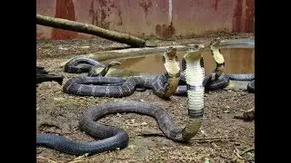 world no.1 venomous snake,catching & handling.really amazing cobra.