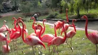 2011 Flammands Roses