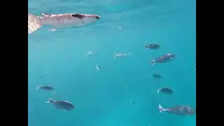 Rangiroa Snorkeling - Unicorn Fish and Black Tip reef sharks