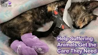 Help Suffering Animals Get the Care They Need