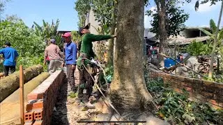 Lạnh người Chủ nhà có tang nên nhờ A Viên leo Cưa Cây Gáo khủng với điều kiện ép buộc 