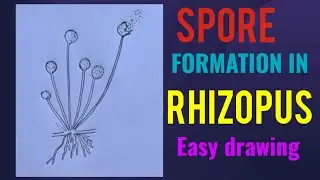 How to draw spore formation in Rhizopus  easy drawing /class 10 science diagram 