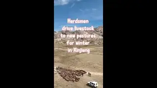 Herdsmen drive livestock to new pastures for winter in Xinjiang