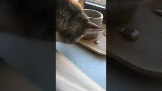 Cat eats flower petal
