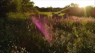 Wildflowers on a Hot August Night (Golden Hour Before Sunset)