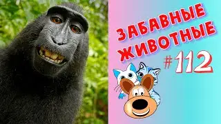 Приколы с Животными 