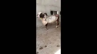 Bull semens in qPakistan#bull