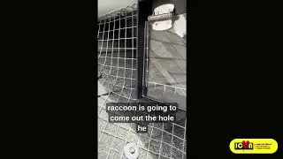 Raccoon Removal with One-Way Door | Roof Intersection Repair Toronto