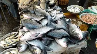 বারাসাত মাছের আরত || Barasat Fish Market || বিভিন্ন রকমের মাছের ছরাছরি এই বাজারে || সস্তায় একেবারে |