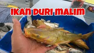 INILAH Ikan Duri MALIM - Duri Emas