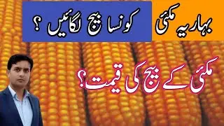 Best seeds for spring maize 2024 | Plant Clinics | Dr. Jamil Shafi