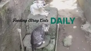 Feeding Street Cats Daily | Quiet Kindness and Faith