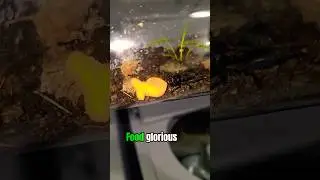 Food Glorious Food #shortsfeeds #funnymemes #animalseating
