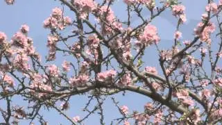 Tryfonas Modestou Concept Video for Athens Xclusive Designers Week