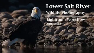 Lightroom Workflow - Bald Eagle - Lower Salt River  - Arizona - Wildlife Photography