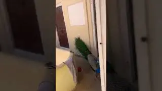 #nationalbirdofindia#shortvideo#birdwatching