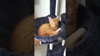 A kitten falls asleep. Le chaton Simba s'endort.