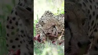 JOIN US MONITORING CHEETAHS ON FOOT! #leoafrica #wildlifemonitoring #conservationvolunteers #ecotrip
