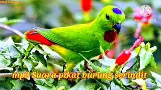 MP3 Suara pikat burung serindit