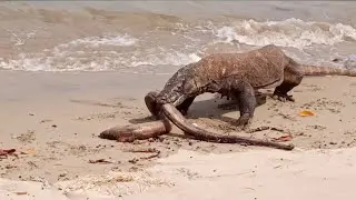 Komodo Dragon Catches Stranded Moray eels#Part 1