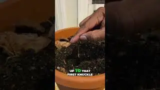 Stop Overwatering Your Houseplants 🌱 The Knuckle Test That Saves Your Plants #shorts