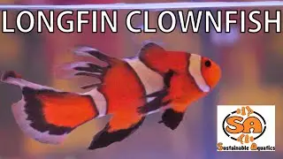Longfin Clownfish from Sustainable Aquatics!