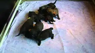 Notus-Me D-Nest, 12 dagen oud
