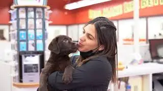Что нужно знать перед покупкой щенка | Petland Texas