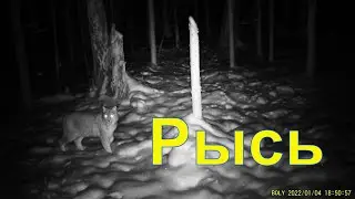 Фотоловушка Boly #3 Шкурный интерес