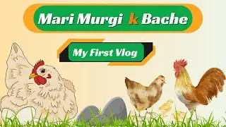 My First Vlog_by loveablepets || Beautiful hen Chicks