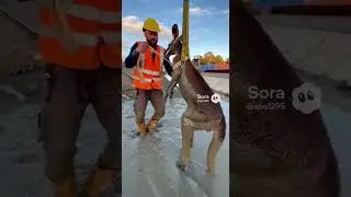 Construction Worker Frees Kangaroo Trapped Deep in Mud! 🦘🛠️💪